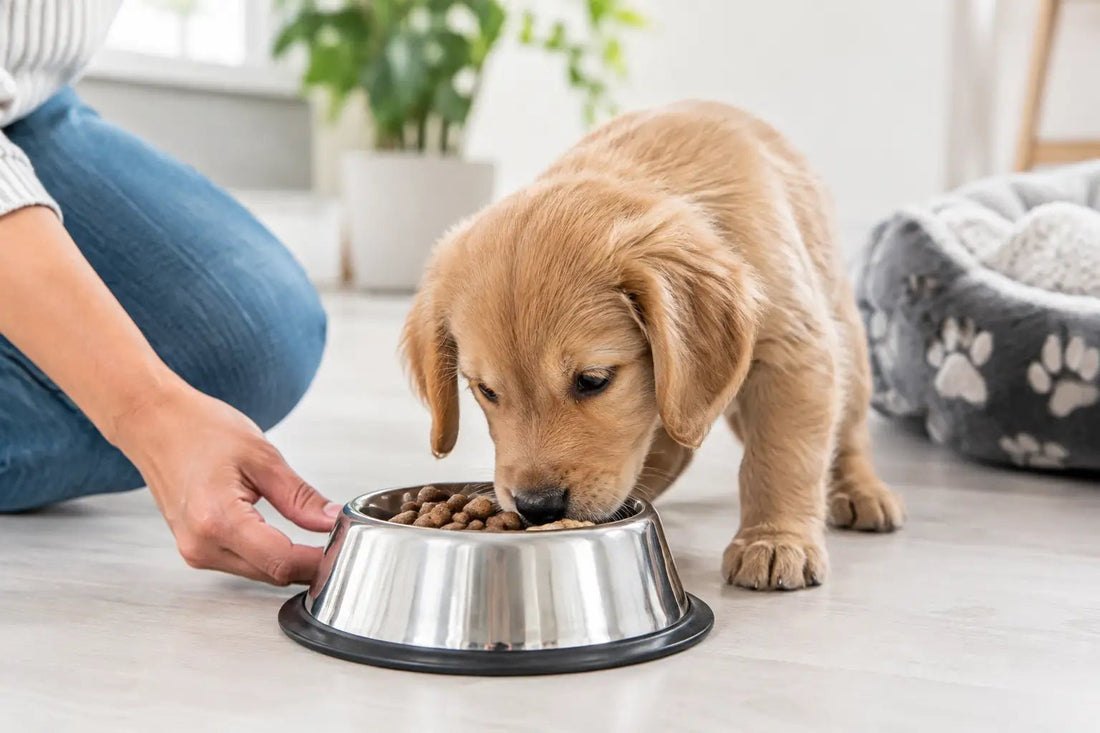 10 errores comunes al alimentar cachorros - DPYP-VET
