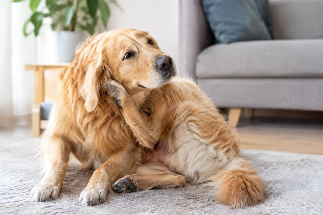 Dermatitis canina recurrente y sus recaídas - DPYP-VET