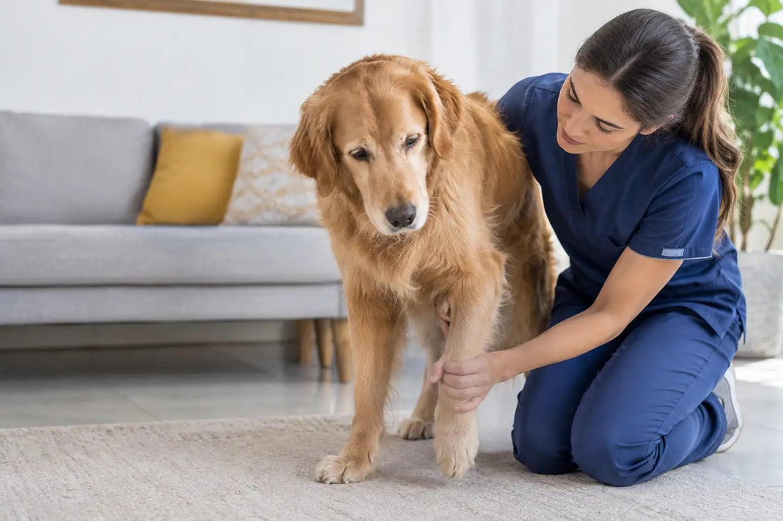 Señales de dolor articular canino que no ignores - DPYP-VET